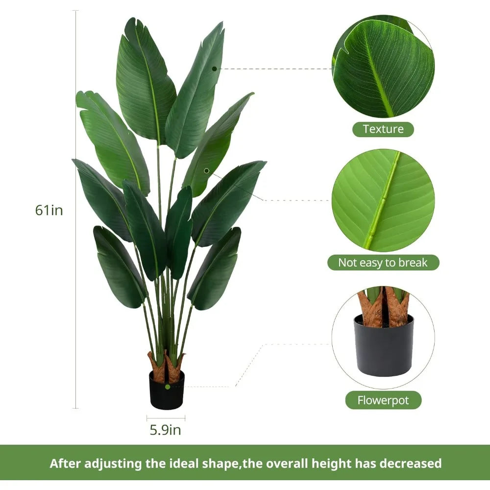Bird-of-Paradise Plant