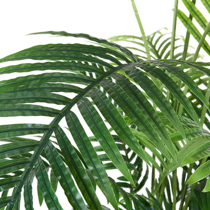 Palm Plant